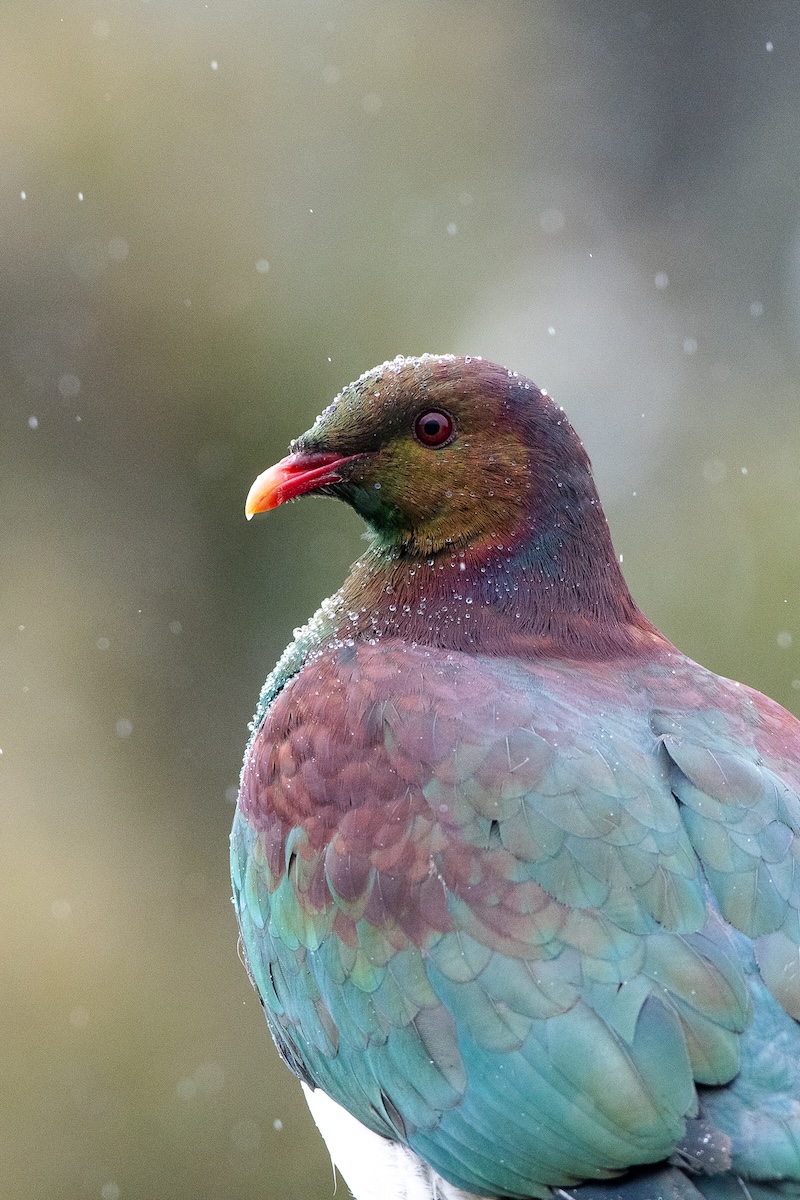 Kererū bushy park tarapuruhi