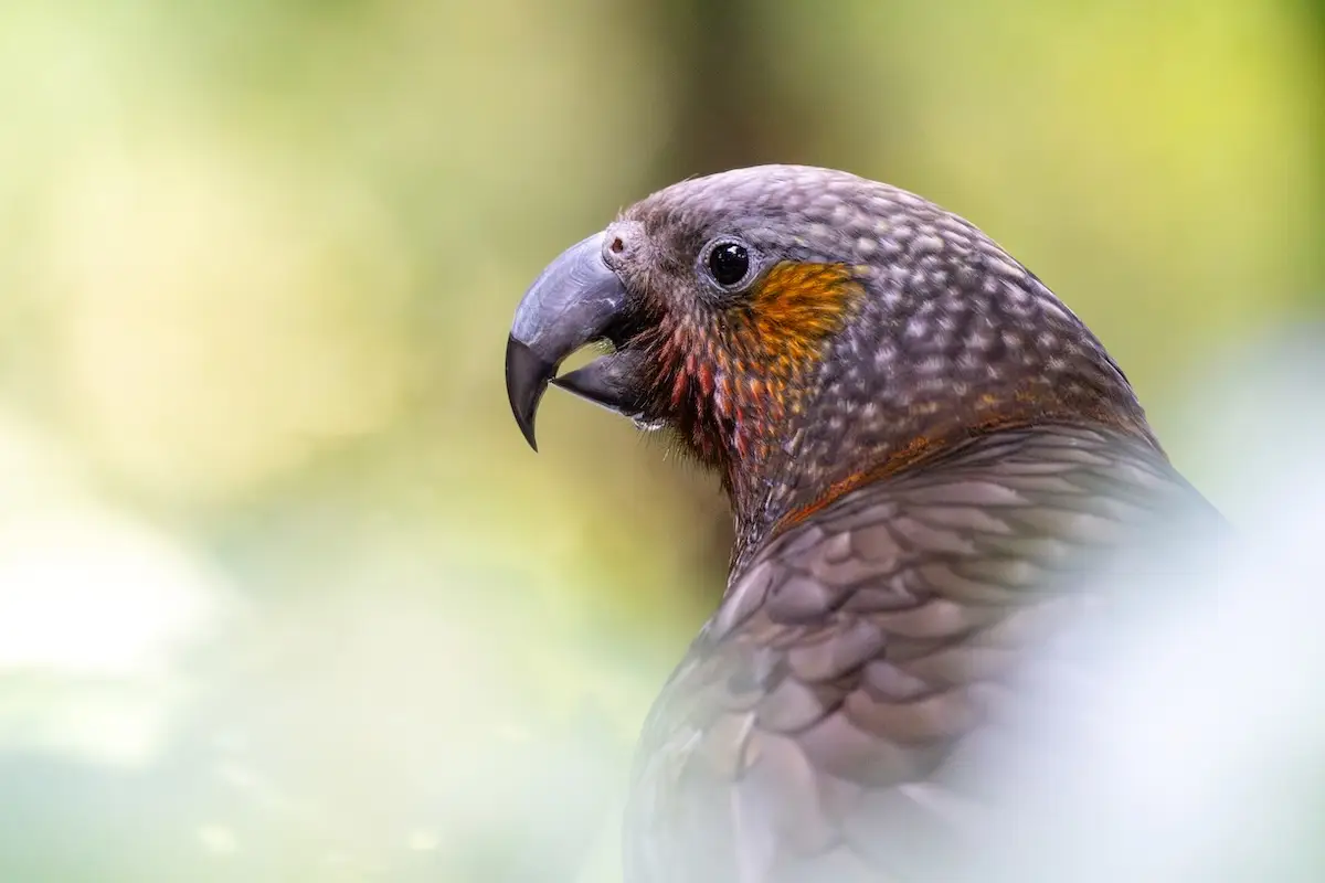 Maungatautari Sanctuary Mountain, Waikato
