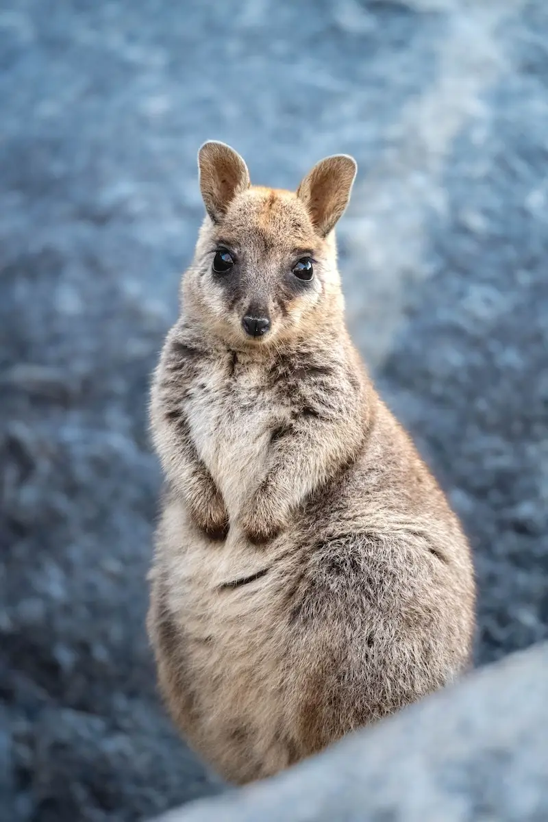 Mareeba Rock wallaby