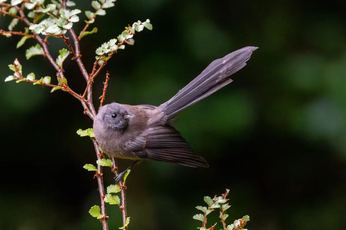 Black morph pīwakawaka / New Zealand fantail, Maruia Springs