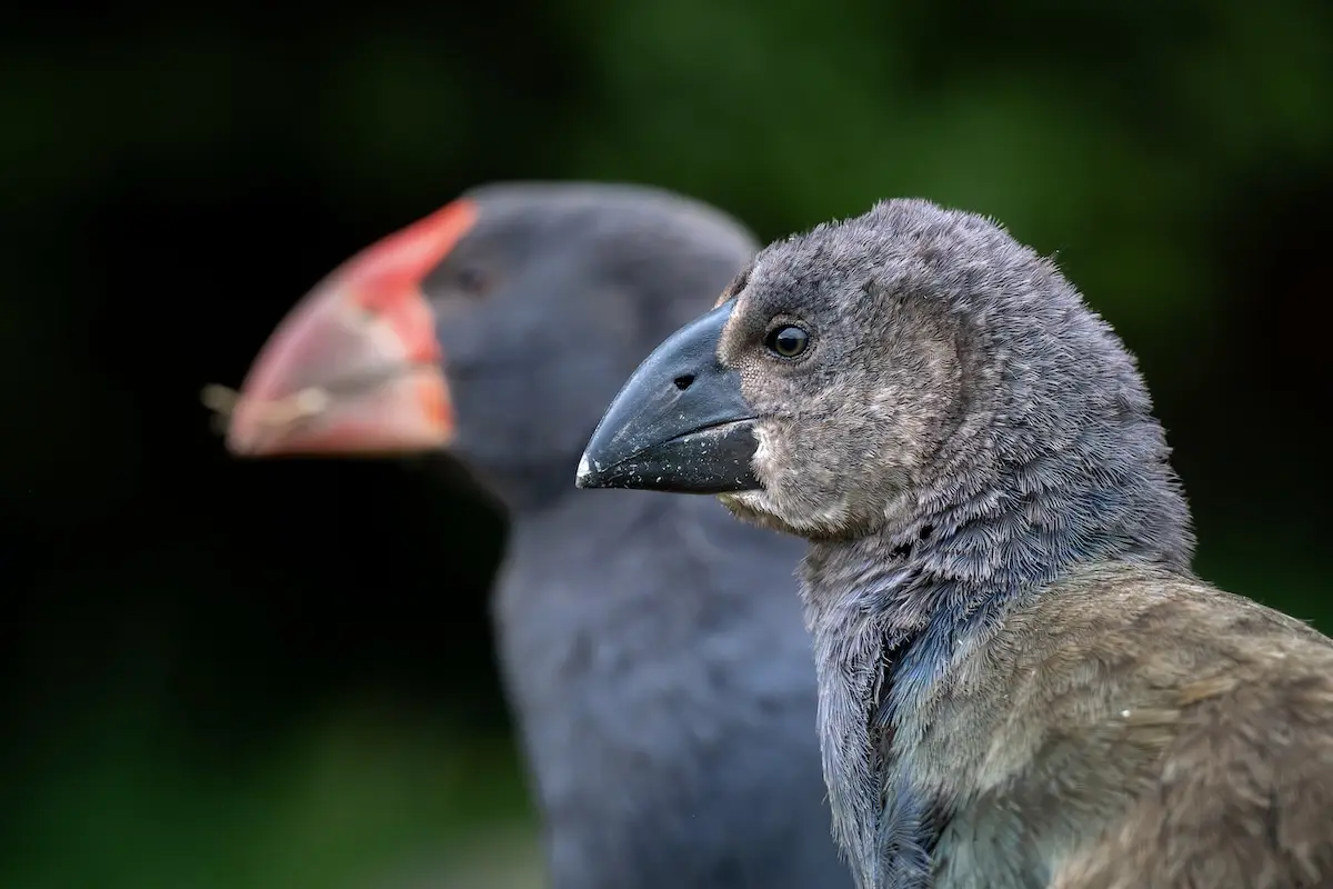 Orokonui Ecosanctuary, Auckland