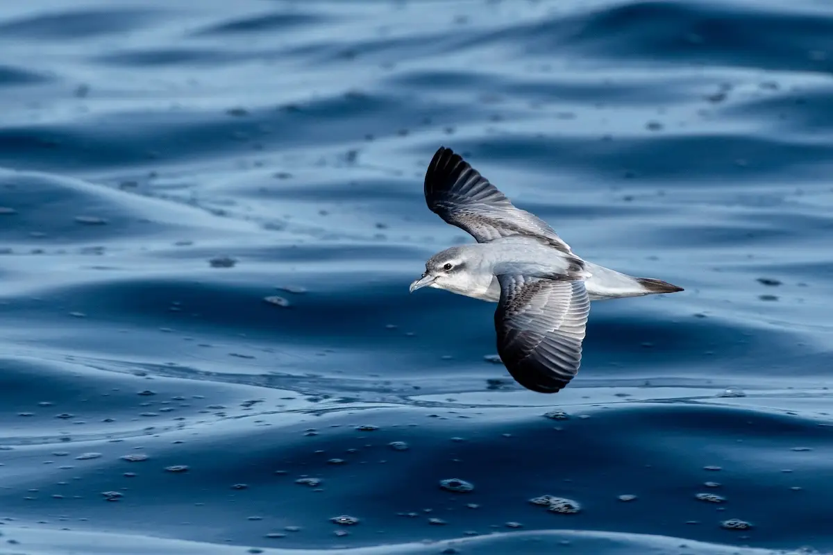 Tītī wainui / Fairy prion, Northland