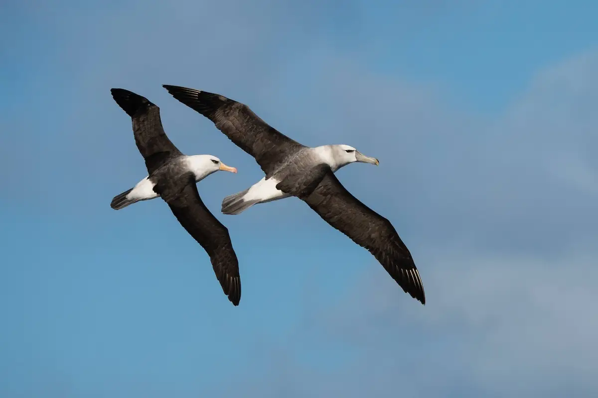 Campbell and white-capped albatrosses / toroa, Northland